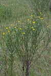 Soft goldenaster